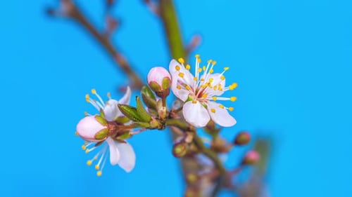 Flower Blossoms Time-Lapse on Bright Blue Background