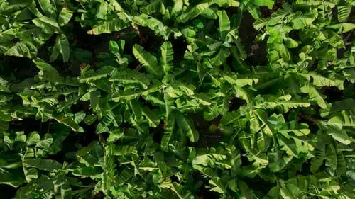 Aerial View Rows of Banana Trees Form a Vibrant Green Pattern Creating a Peaceful and Scenic