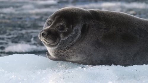 Portrait of a Lone Young Seal Resting on Floating Ice Block in the Arctic Sea