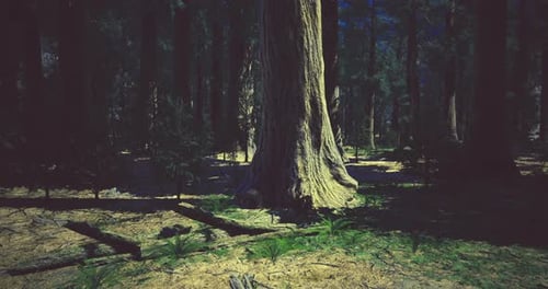 Majestic Tall Tree in a Serene Forest During Twilight Hours