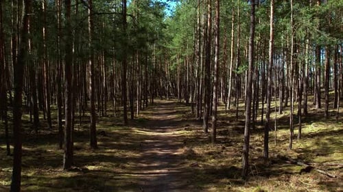 Fly Drone Along the Road Path Moving Through an Old Dense Forest with Tall Trees and Green Foliage