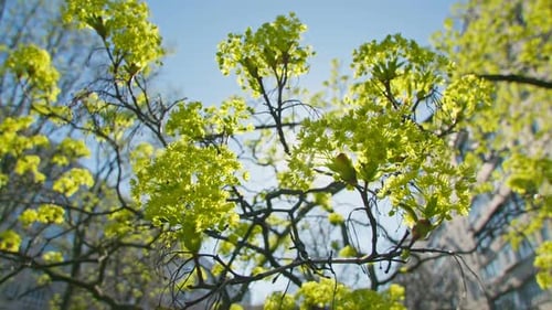 Nature Sun Plants Tree Branch Leaves Summer Spring Rays Color