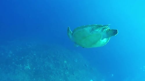 Close up of sea turtle diving down slowly towards the bottom of tropical blue ocean bed towards