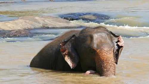 Elephant is Bathing in the River in Sri Lanka