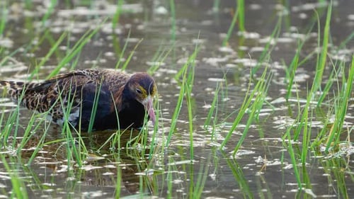 Zeitlupe beim Fressen von Halskrause im Wasser, hohe Detailgenauigkeit 4k