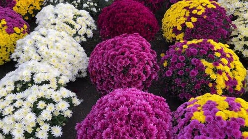 Chrysanthemum Flowers in the Garden Outdoors