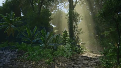 Immersive Forest Journey with Sunlight and Lush Greenery