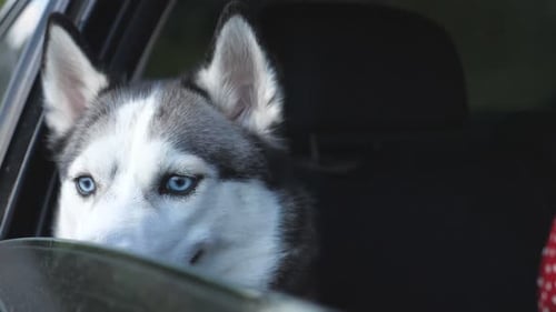 Husky Dog Looks Out Car Window
