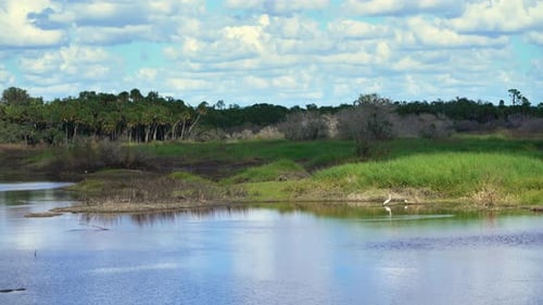Tropical Wetlands Wildlife Nature Jungles Wild Vegetation with Green Palm Trees in Southern Florida