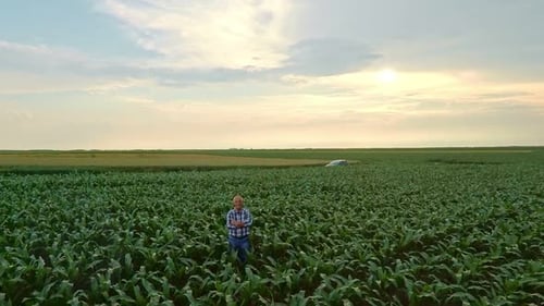 Aerial view of senior farmer standing in corn field examining crop.