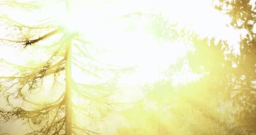 Golden Sunlight Filters Through Trees in a Serene Forest Setting