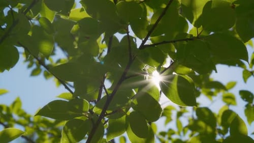 Sunlight Through Green Leaves on a Sunny Day