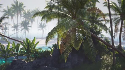 Palm Trees and Lush Vegetation on a Serene Tropical Beach at Sunrise