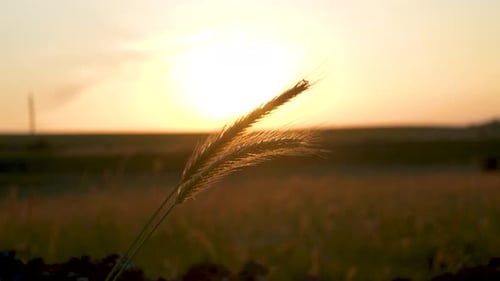 Morning Sunrise Shine Through Wheat Ears on Field. Close-up