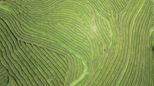 Lush green tea plantation with neatly arranged terraced fields, aerial view