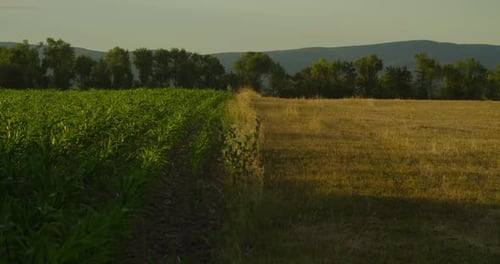 A field with young corn and a mowed field with grass in one shot on a hot summer evening