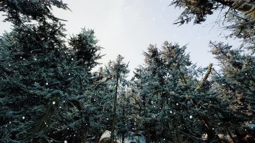 Winter Forest in the Snow