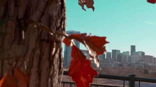Gorgeous dolly camera shot from behind a tree reveals the beautiful Denver Colorado skyscraper citys