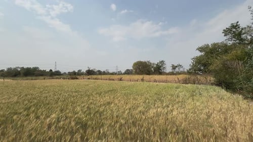 Ripened wheat crop