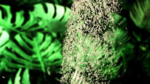 Uncooked Rice Falls Down Filmed is Slow Motion 1000 Fps