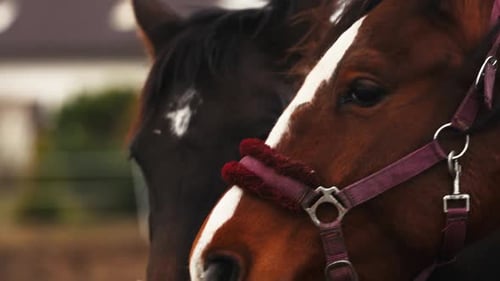 Tranquility of Nature Displayed As Two Horses Each with Equipped Bridles Grace the Outdoors