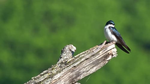 Vibrant Bird Perched on a Branch
