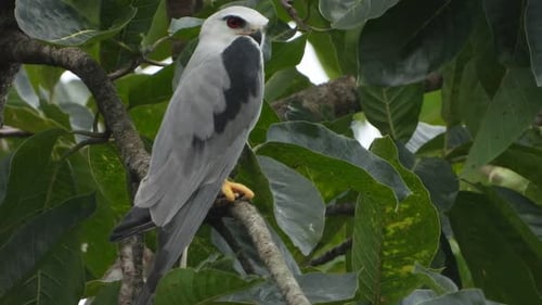 Black-shouldered Kite Perched in Tropical Tree