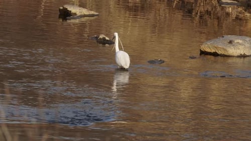 Little Egret Bird Walking In Flowing Pond Water. wide shot