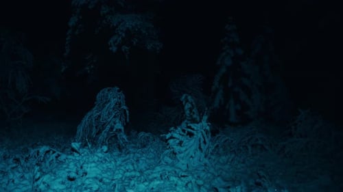 Glowing Light Illuminated In The Forest Covered With Deep Snow At Nighttime. Close-up Shot
