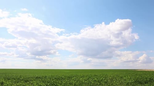 Vaste champ vert de plantation de maïs avec de beaux nuages dans un ciel ensoleillé. Prise de vue large