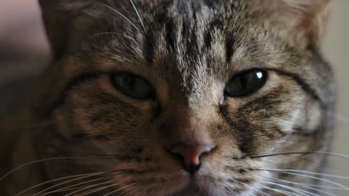 Face Of A Tabby Gray Cat. Close Up,