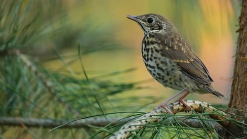 Baby Thrush on a Tree in the forest