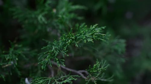 Closeup Green Thuja Branch Swaying Wind on Decorative Coniferous Plant. Close Up