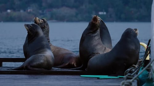 California Sea Lions Hauled Out