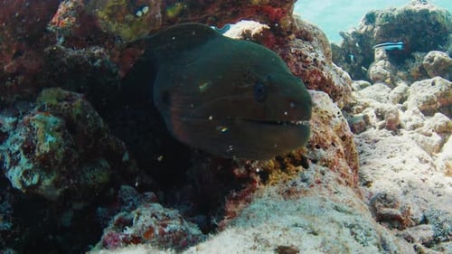Muräne (Muraenidae) versteckt sich auf den Malediven unter dem Felsen im Meer