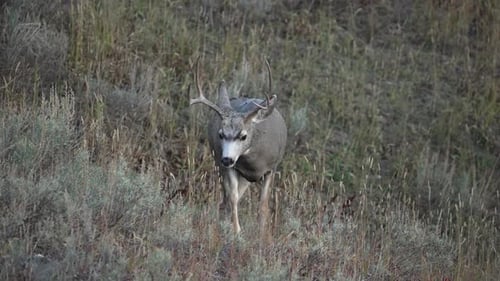 Mule deer buck walking in slow motion through the brush
