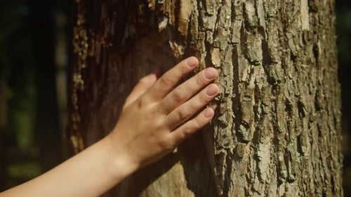 Touching a Tree on Sunny Day in the Park Close Up Macro Woman in the Forest Friendly Hugs a Tree