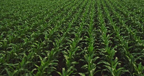 An aerial shot of corn field ripening at spring season, agricultural landscape