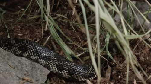 Black snake slithers through frame in forest brush - close up