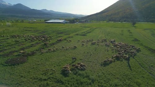 Herd of sheep grazing in the meadow, blooming trees and mountain landscape