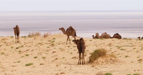 A group of camels in the desert. Wild animals in their natural habitat. Wilderness.