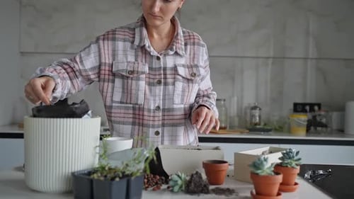 Woman Gardener Transplantion Succulent Concept of Home Gardening and Planting Flowers in Pot Plant