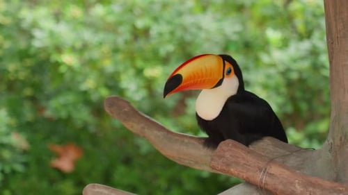Toucan Closeup on Branch with Bright Bill Solitary Sentinel Tilting Head and Scanning Surroundings