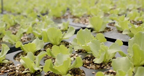 Growing young lettuce plants in hydroponic farm, focusing on sustainable agriculture