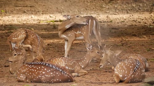 Cinco ciervos sentados, uno de pie