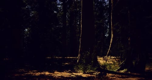 Sunlight Filters Through Tall Trees in a Serene Forest Clearing at Dusk