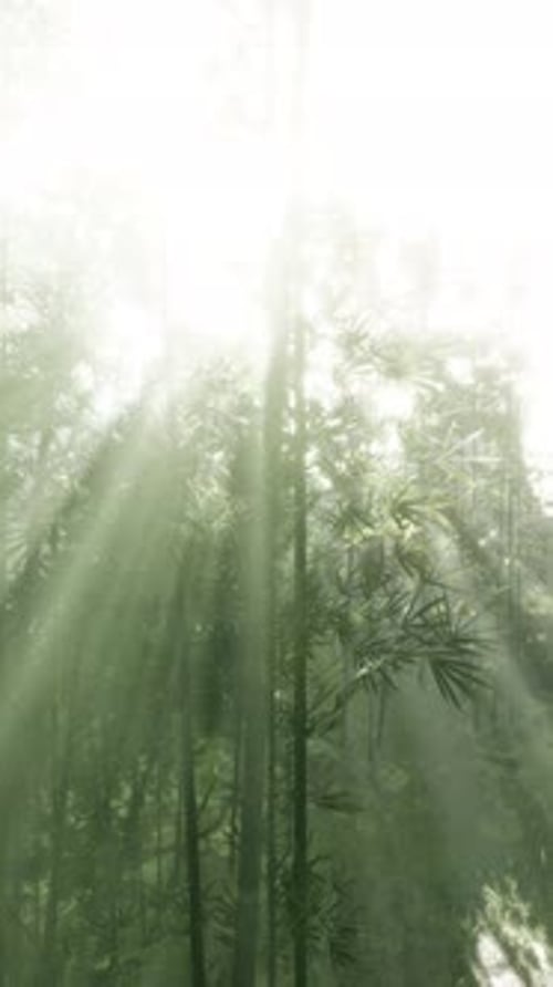 Sunlight Streaming Through a Bamboo Forest