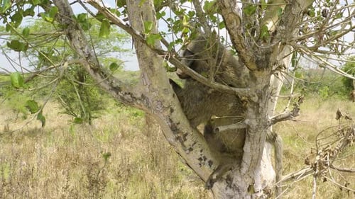 Baboon Sitting on a Tree Branch