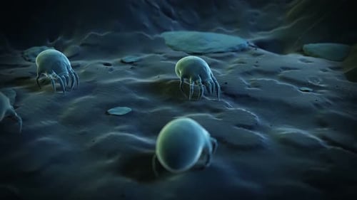Mikroskopische Hausstaubmilben, die in Bewegung über eine strukturierte Oberfläche kriechen