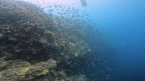 School of Small Marine Fish Lives Near the Coral Reef All the Time
